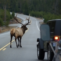 Imagen de la pregunta DGT: ¿Se debe ocupar el carril contiguo para adelantar a un animal fuera de poblado?