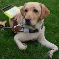 Pregunta DGT: Un pasajero con un animal que no es un perro guía, quiere acceder al autobús. Como norma general, ¿Q...